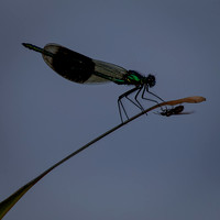 Insects-5