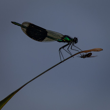 Insects-5