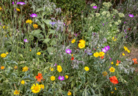 Cookham Wildflowers-13