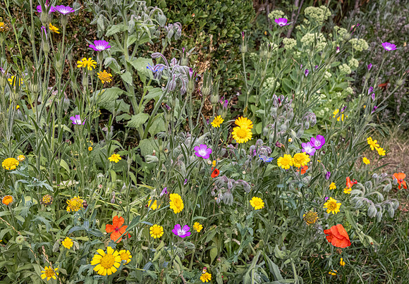 Cookham Wildflowers-13