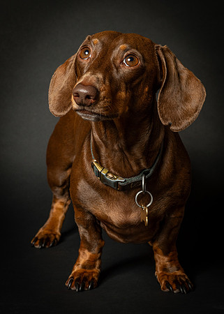 Dachshund-25
