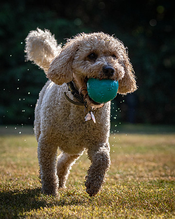 Dogs August 2024-36
