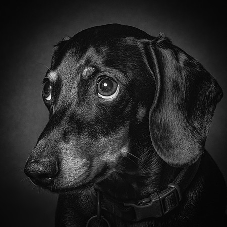 Dachshund-51