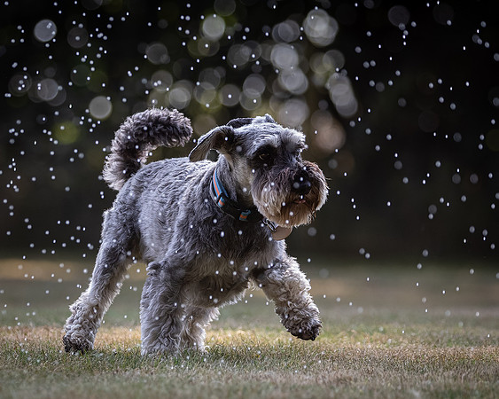 Dogs August 2024-9