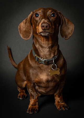 Dachshund-30