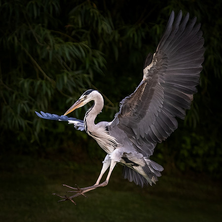 Heron-1