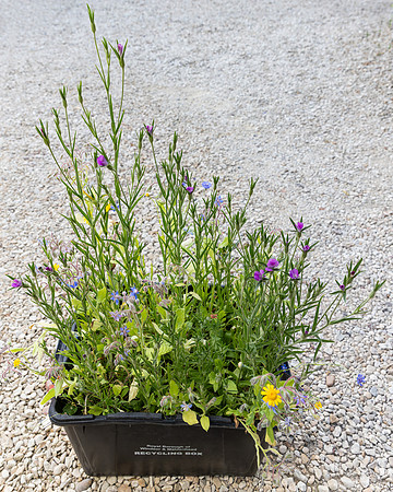 Wildflowers-26