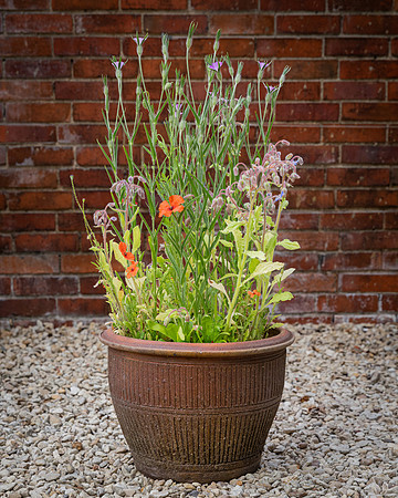 Wildflowers-1