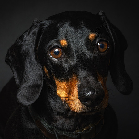 Dachshund-44
