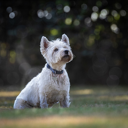 Dogs August 2024-16