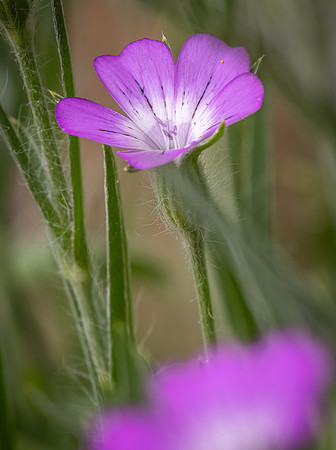 Cookham Wildflowers-35