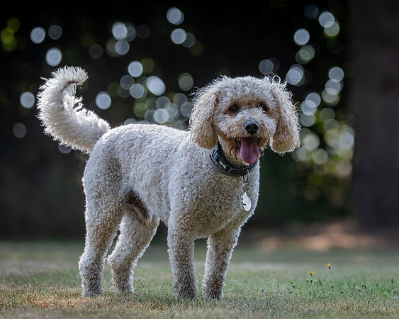 Dogs August 2024-25