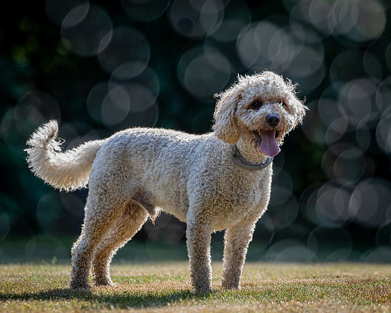 Dogs August 2024-26