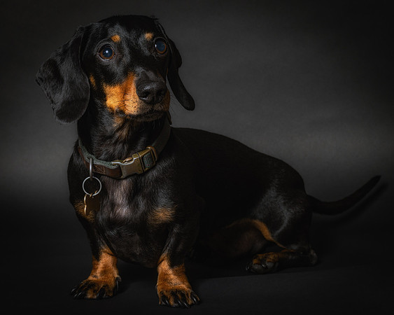 Dachshund-55