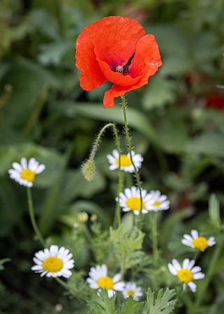 Golf Course Wildflowers-25