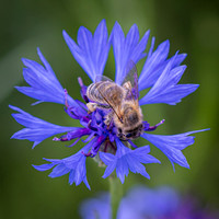 Wildflower Selection-13