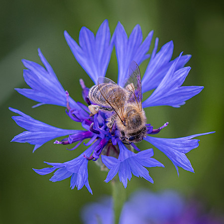 Wildflower Selection-13