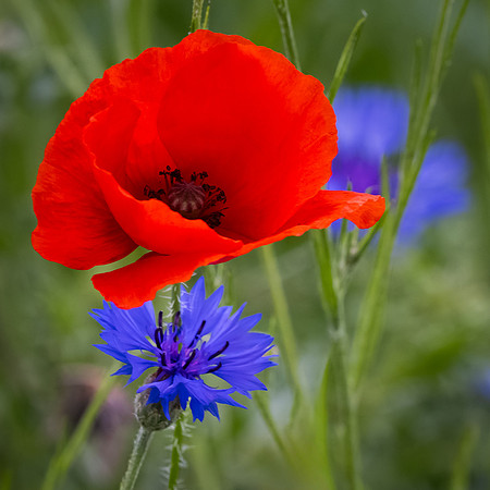 Wildflowers-7