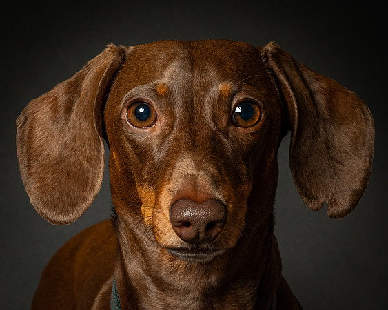 Dachshund-27