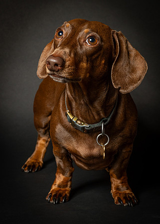 Dachshund-23