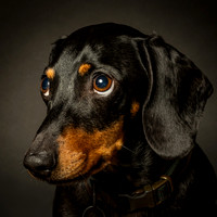 Dachshund-11
