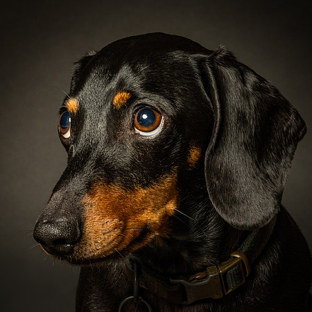 Dachshund-11