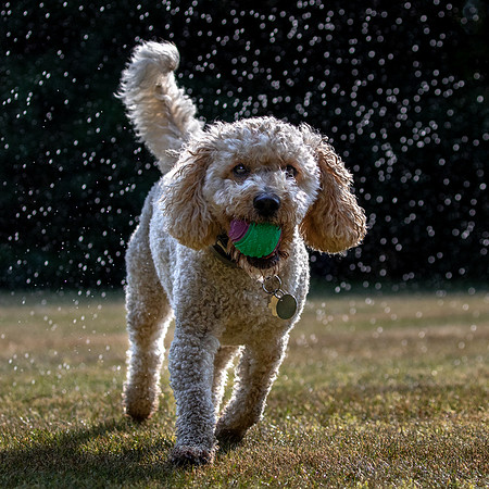 Dogs August 2024-23
