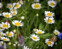 Golf Course Wildflowers-20