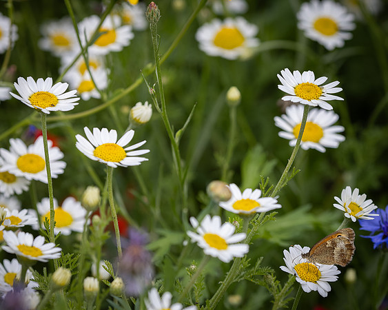 Golf Course Wildflowers-20