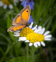 Wildflowers-5