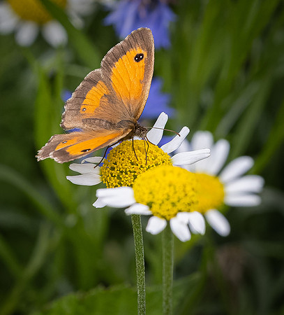 Wildflowers-5