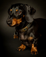 Dachshund-12