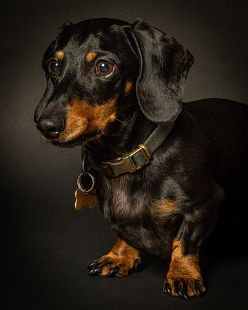 Dachshund-12