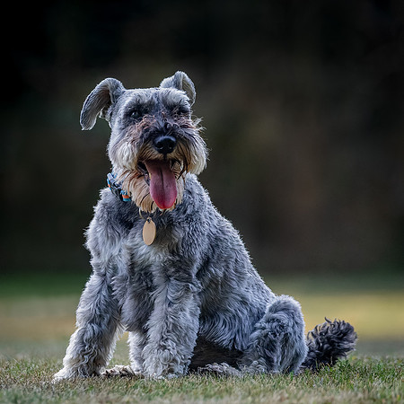 Dogs August 2024-29