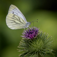 Butterfly-4