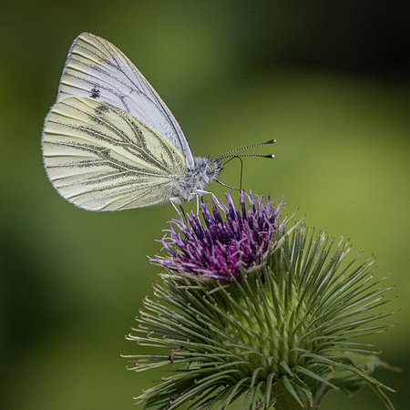 Butterfly-4