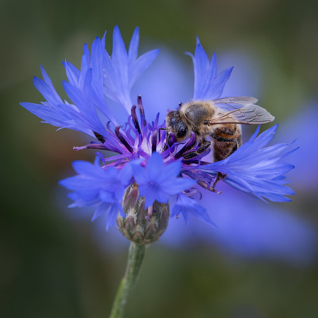 Wildflowers-8