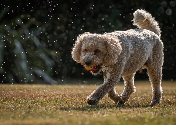 Dogs August 2024-19
