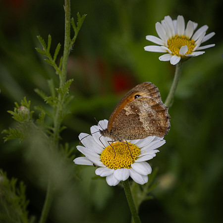 Golf Course Wildflowers-22