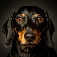 Dachshund-9