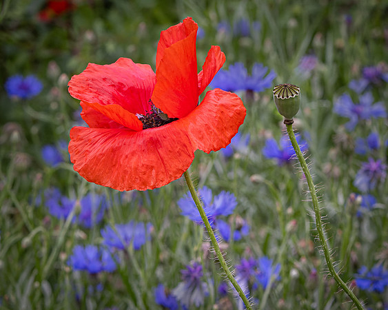 Wildflowers-9