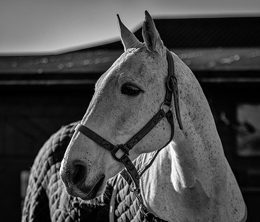 Polo Club-119