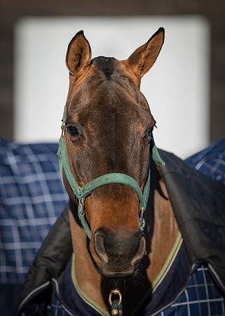 Polo Club-102