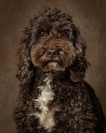 Frankie-1