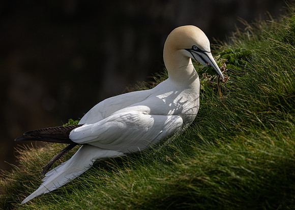 Bempton 2024-7