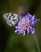 PDI-Jonathan Bowker-Advanced-Marbled White Butterfly