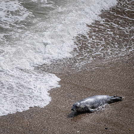 Yorkshire Coast-6