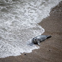 Yorkshire Coast-7
