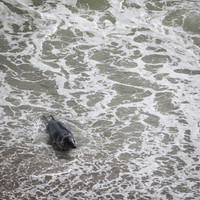 Yorkshire Coast-5