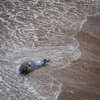 Yorkshire Coast-8